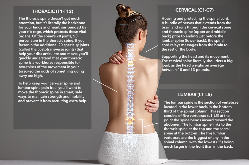 chiropractic model used by Dr. Katheryne Castro, Marietta Chiropractor